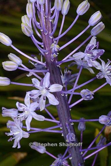 scilla hyacinthoides 3 graphic